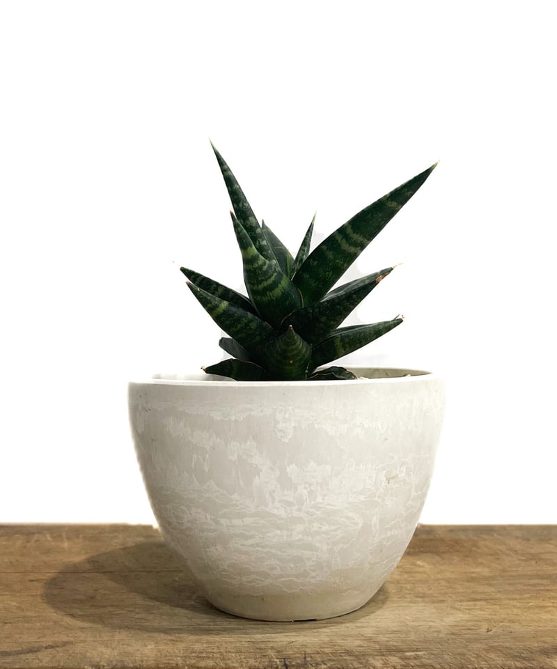 アフリカの夜行性動物　ダイヤモンド入り黒色コイン サンセベリア ブラック ダイヤモンド「Sansevieria Black