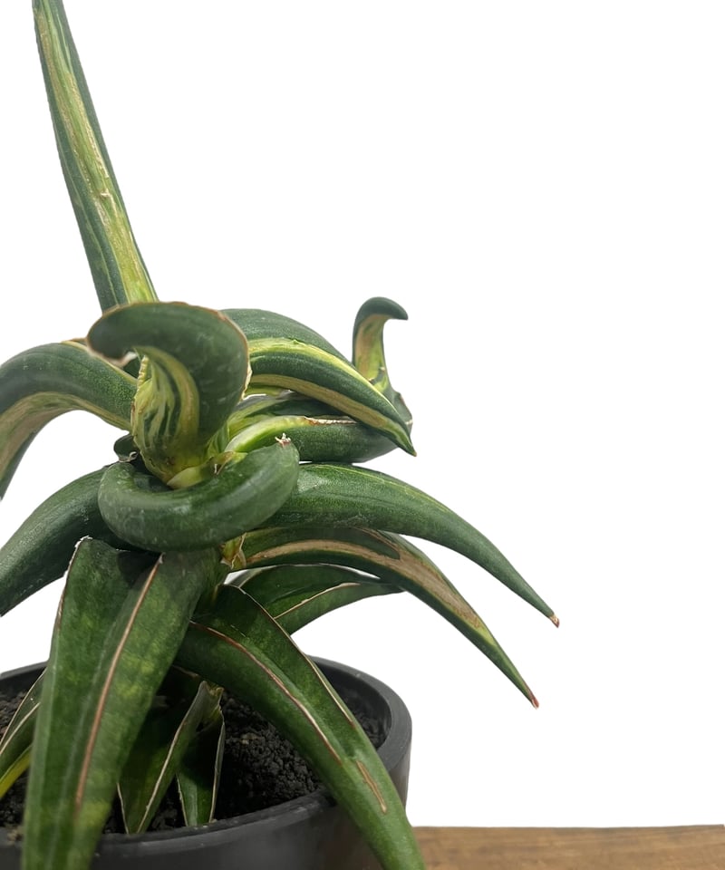 Silver フラワー・ガーデニング レア サンスベリア カミーロ