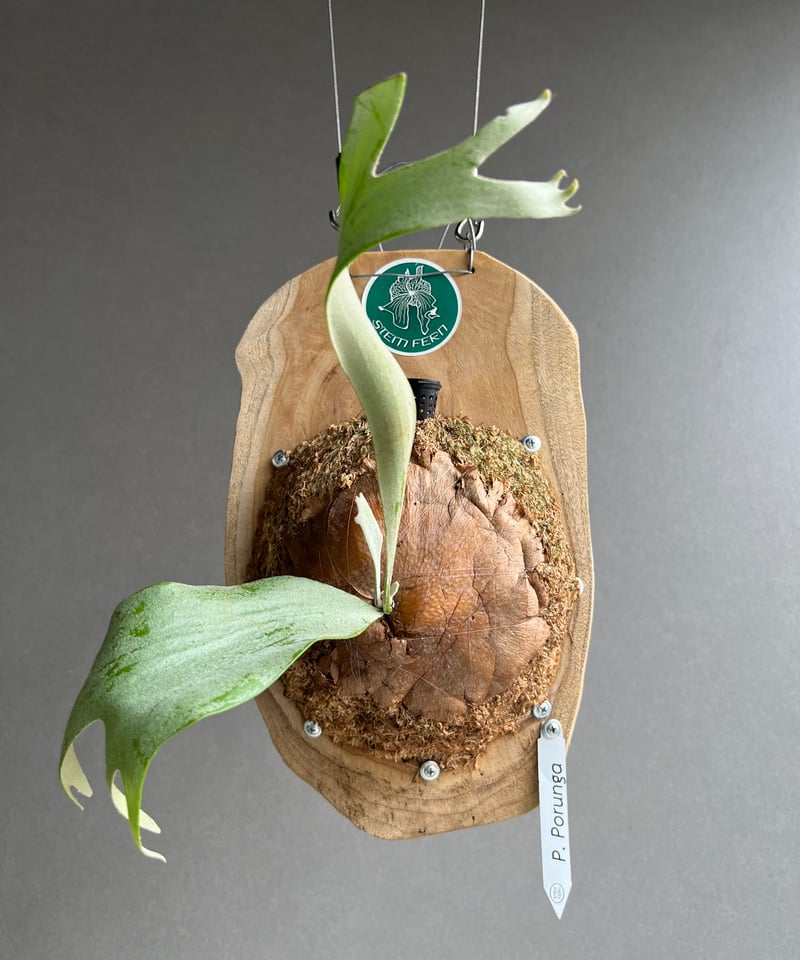 ビカクシダ JGs ビカクシダ P. Willinckii 'Jade girl' spore 大きめ L