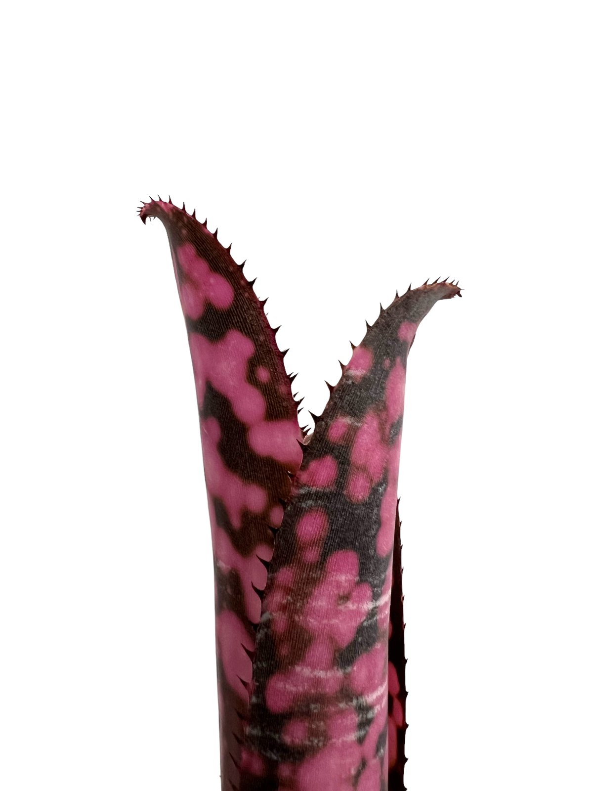 ビルベルギア インセンディアリー デライト 「Billbergia Incendiary De