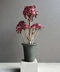 アグラオネマ タマラ 「Aglaonema Tamara」62X | SHOUCHIKUEN