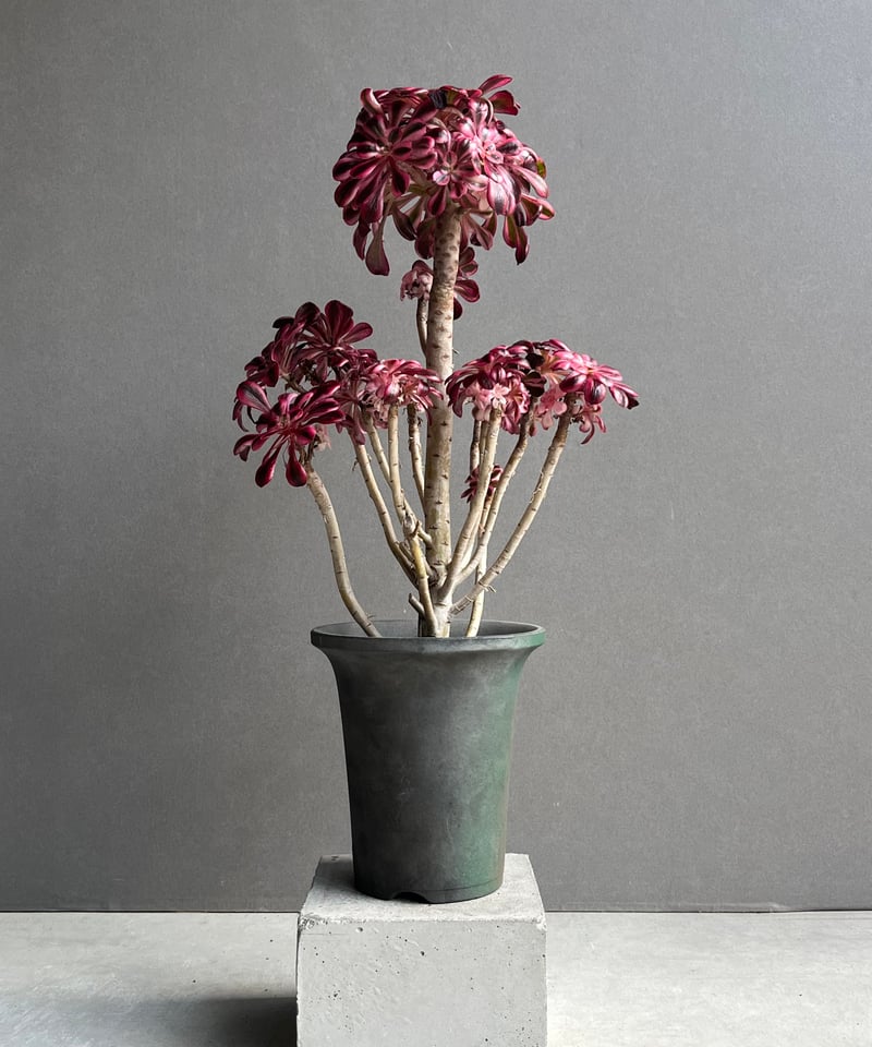 アエオニウム 'シャネル' 「Aeonium 'Chanel'」31N | SHOUCHIKUEN