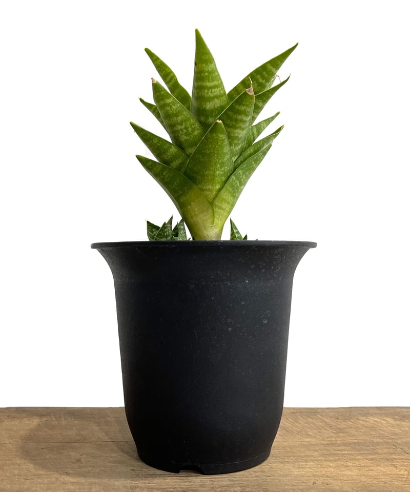 ご*ん様 ③ 【極上SSS級】 サンスベリア　タワー　斑入り　インドネシア輸入株 サンセベリア タワー 斑入り ハーフムーン「Sansevieria Tower Varieg