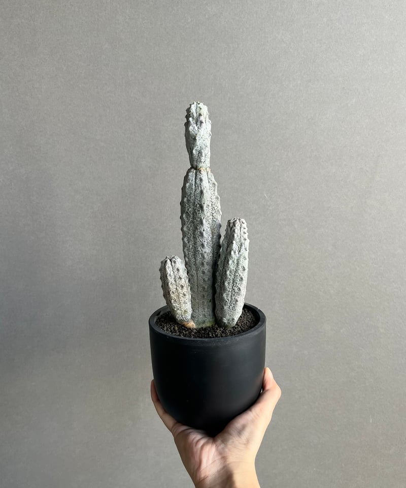 ユーフォルビア アブデルクリ「Euphorbia abdelkuri 」86N | SHOUC