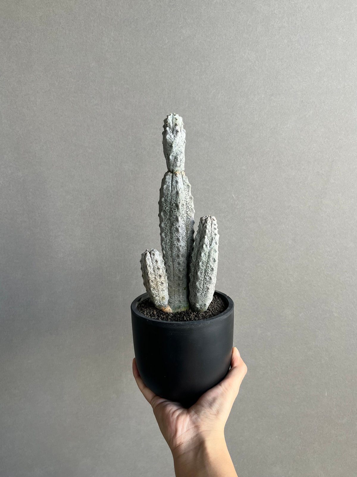 ユーフォルビア アブデルクリ「Euphorbia abdelkuri 」86N | SHOUC
