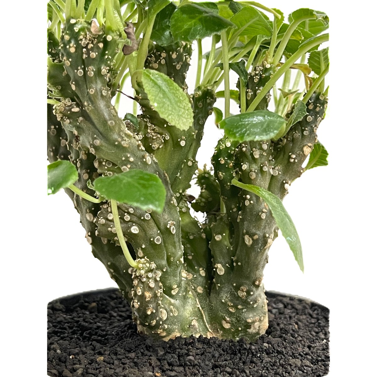 ドルステニア　フォエチダ　クリスタータ fit=scale-down,w=1200