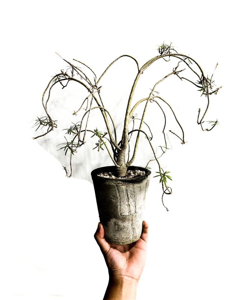 ユーフォルビア バルサミフェラ「 Euphorbia balsamifera」7/30 ユーフォルビア バルサミフェラ「 Euphorbia balsamifera」7/30