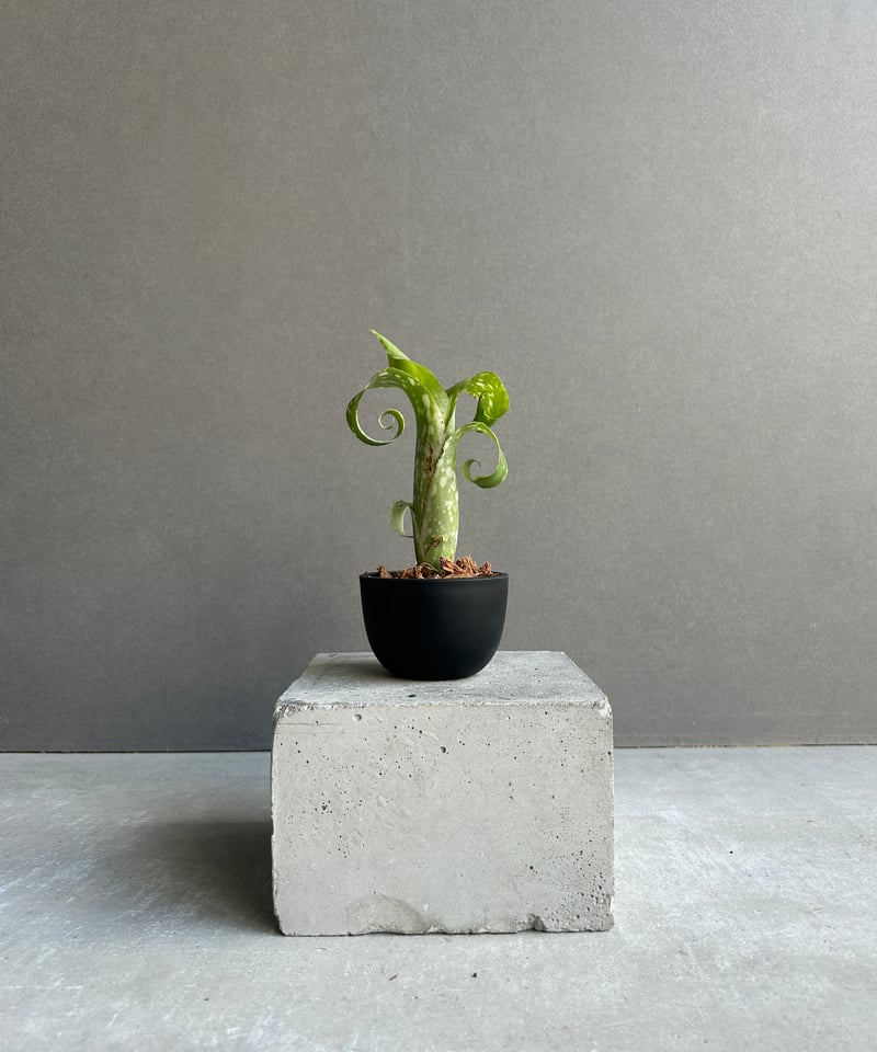 ビルベルギア レプトポーダ 「Billbergia leptopoda」92K | SHOUC