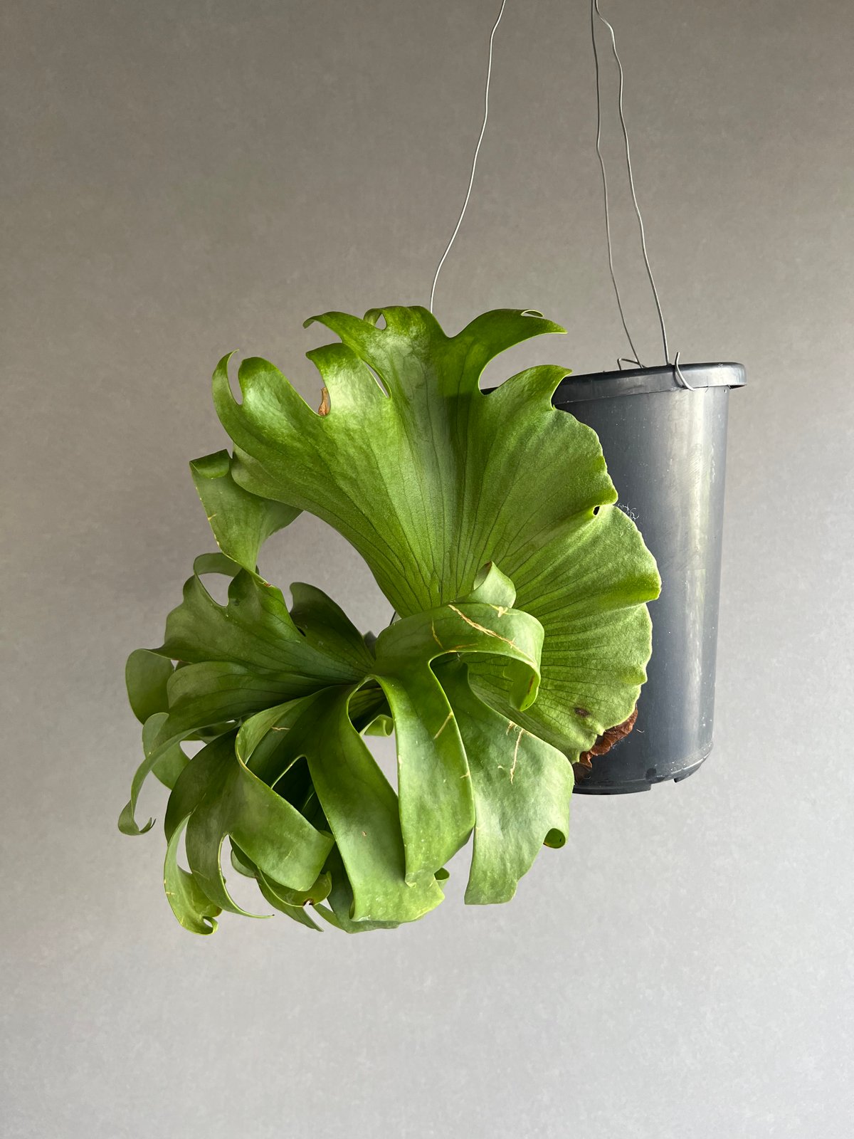 ビカクシダ スリナリウム（P. コロ ナリウムxP.ワンダエ