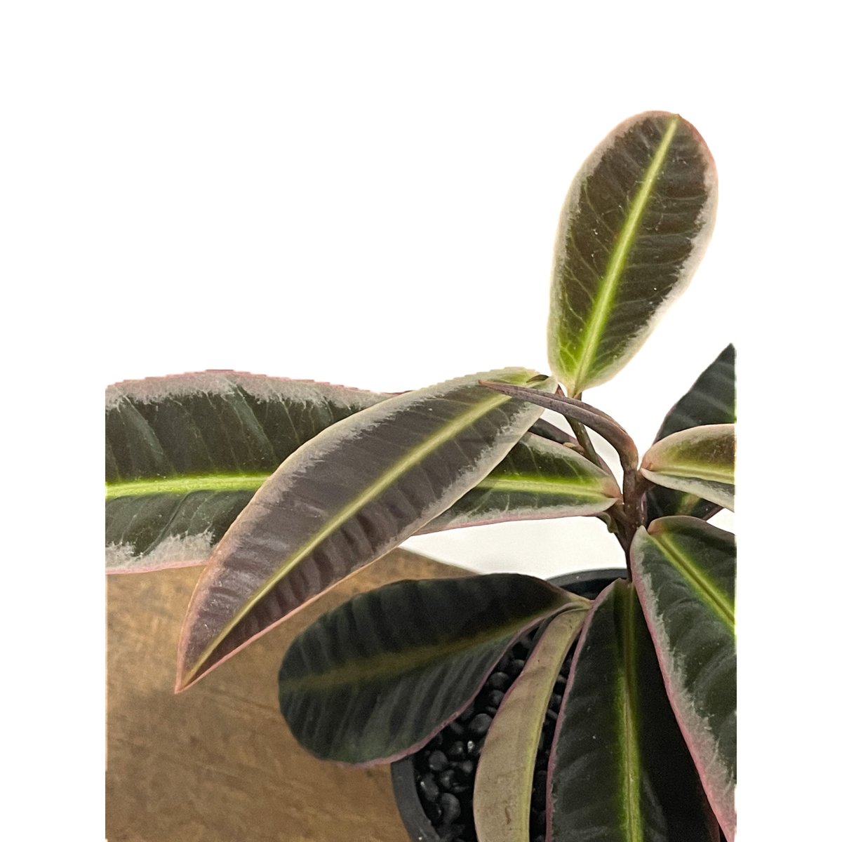 大きめ!!TB便!!Ardisia sp from 西スマトラ TB便 ラビシア - 観葉植物