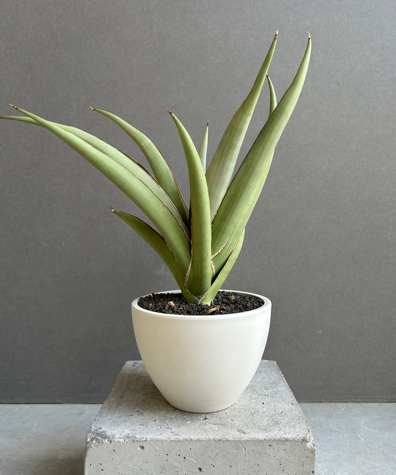 サンセベリア チャオプラヤ 「Sansevieria Chao Phraya」61F | SH