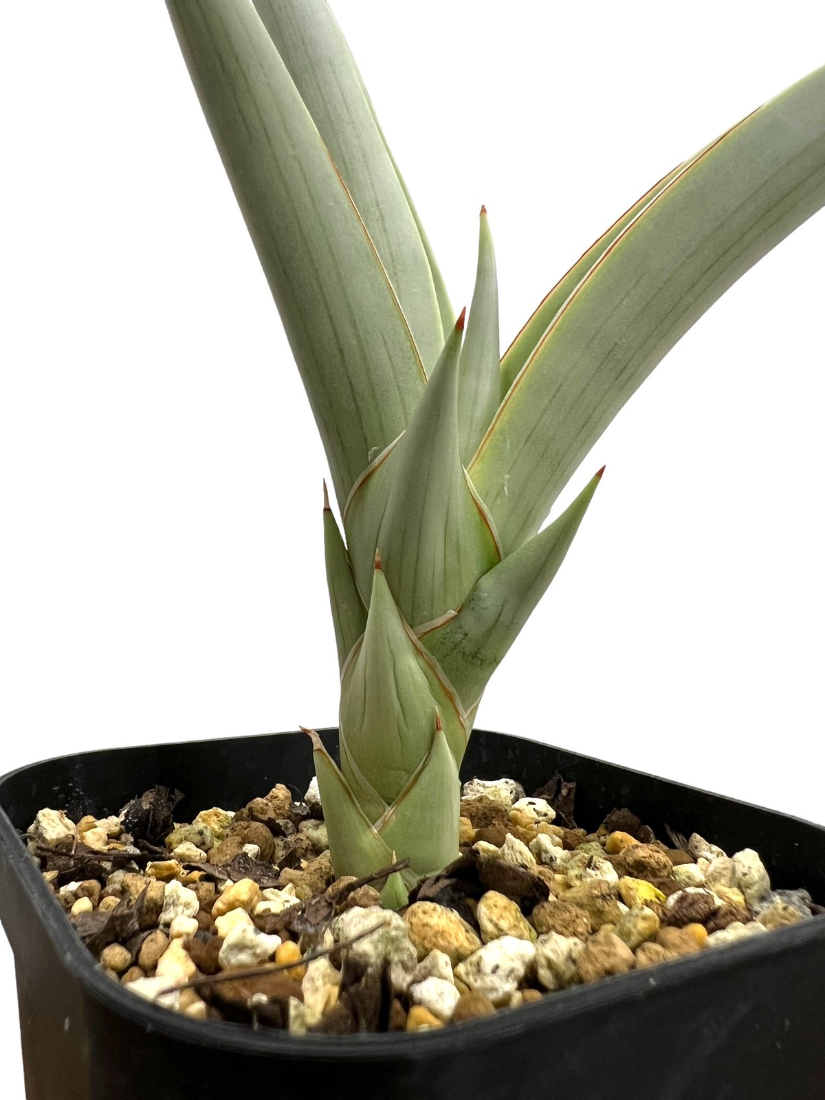 サンセベリア チャニン(by アンヤマニー ガーデン) 「Sansevieria