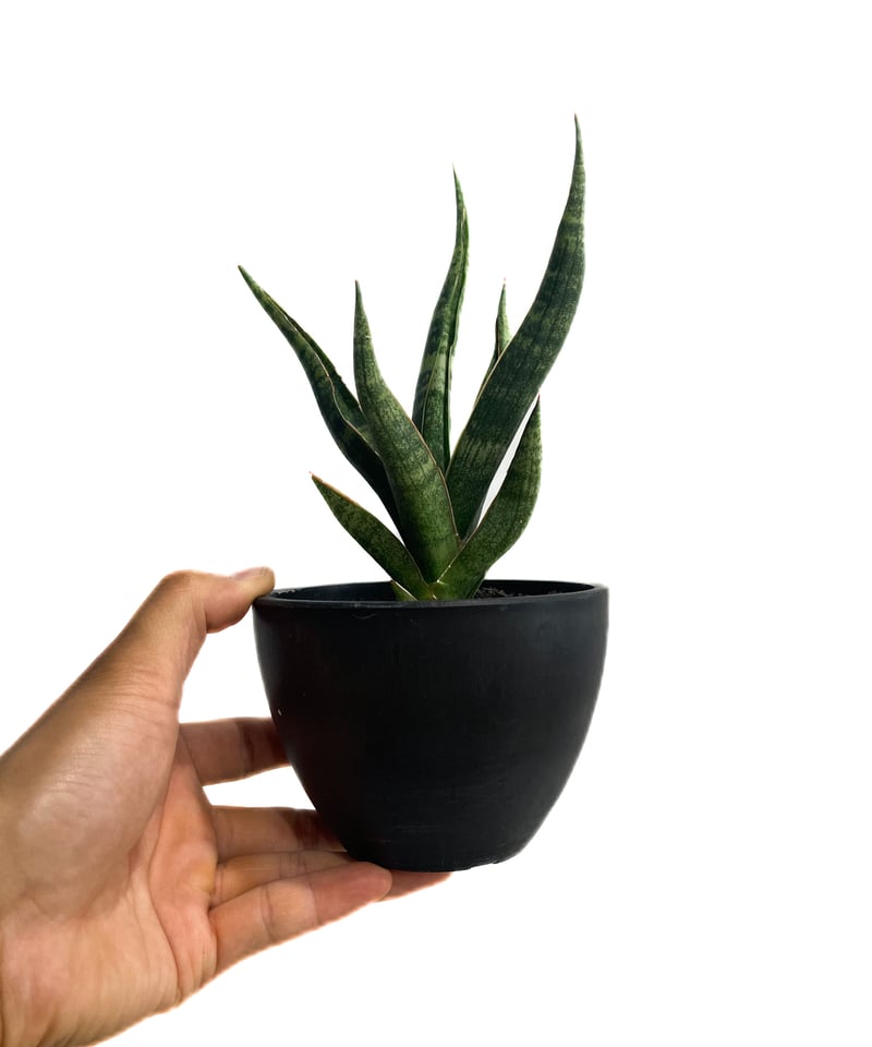 レア サンスベリア カミーロ サンセベリア sansevieria camilo レア サンスベリア カミーロ サンセベリア sansevieria camilo