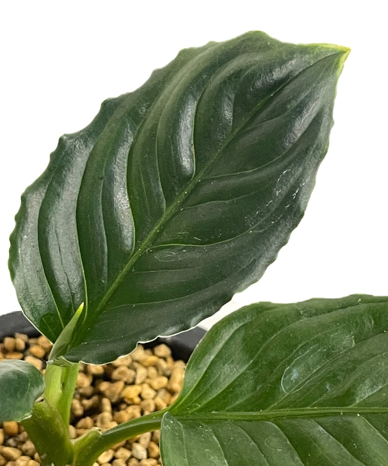 アグラオネマ　メタリカ　希少種　レア アグラオネマ メタリカ 希少種 レア - メルカリ