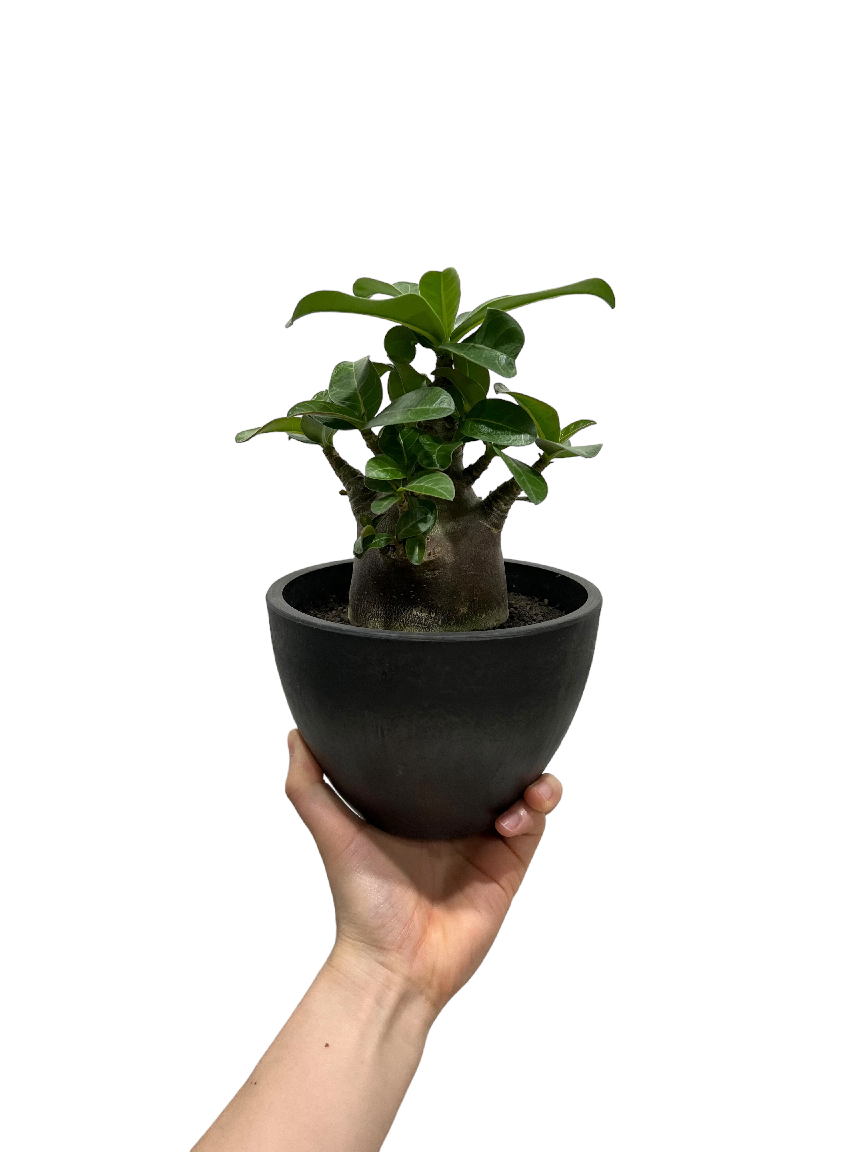 アデニウム アラビカム スーパー ドワーフ “ブラック”「Adenium