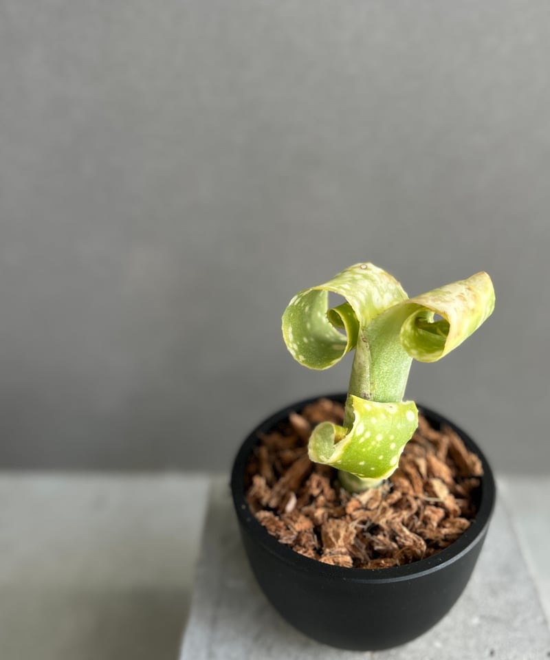 ビルベルギア レプトポーダ 「Billbergia leptopoda」70F | SHOUC