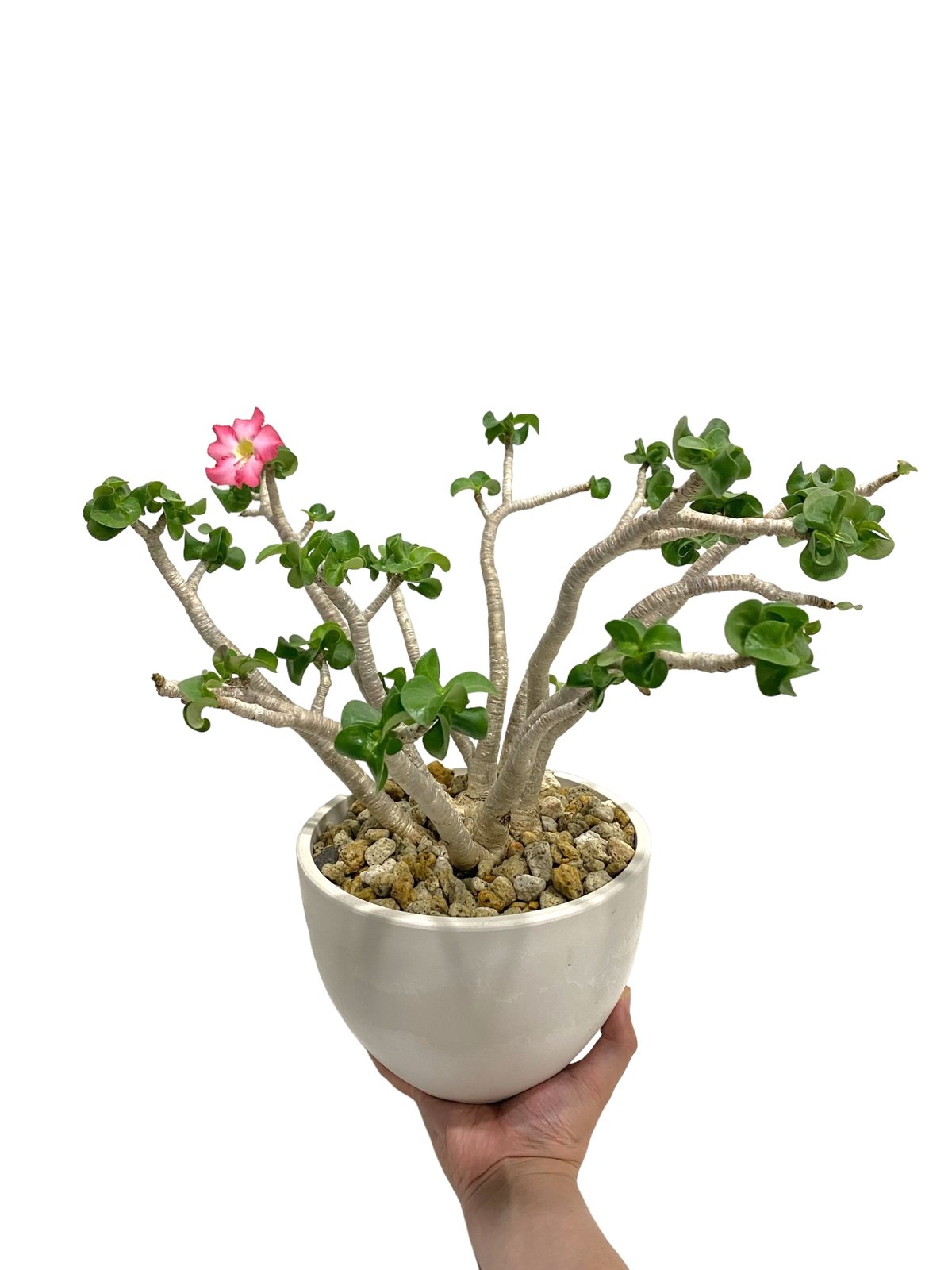 アデニウム タイ ソコトラナム 獅子葉 “選抜個体”「 Adenium