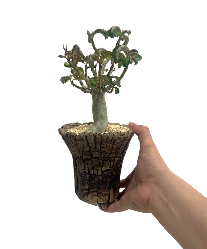 アデニウム メデューサD.H.A (獅子葉) + plantsmonsters pot 「Ad