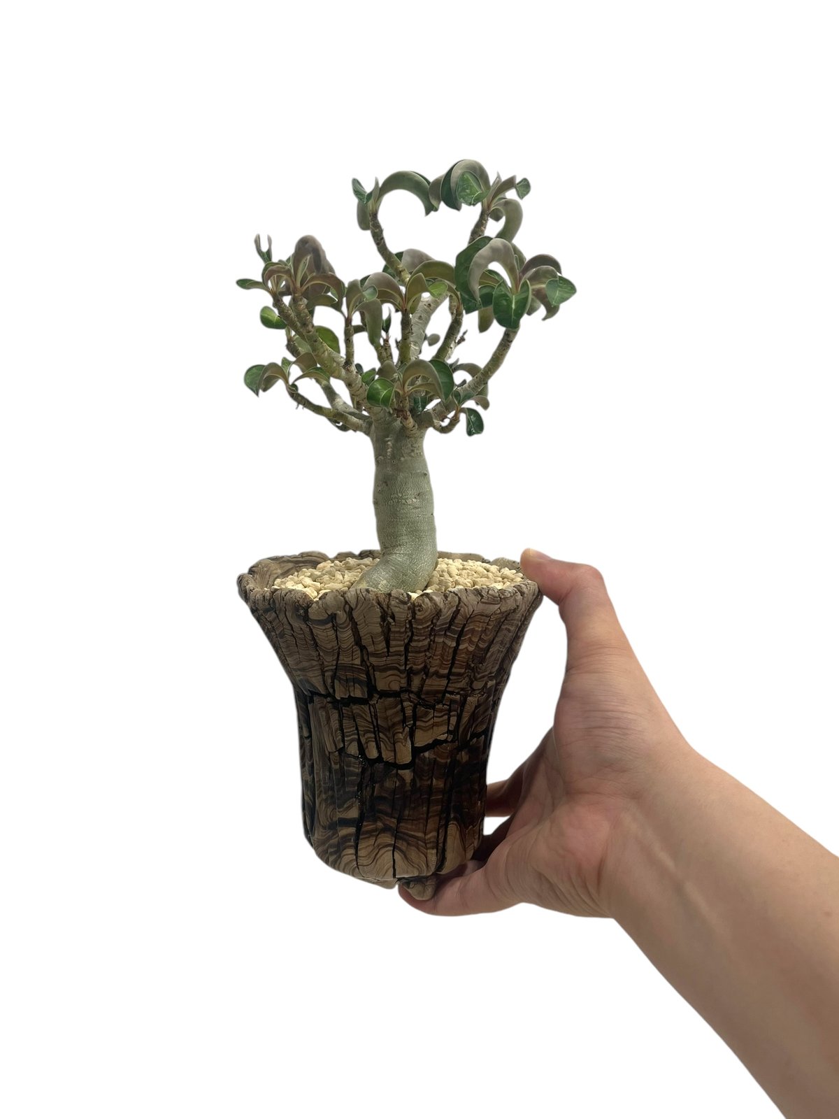 アデニウム メデューサD.H.A (獅子葉) + plantsmonsters pot 「Ad アデニウム メデューサD.H.A (獅子葉) + plantsmonsters pot 「Ad