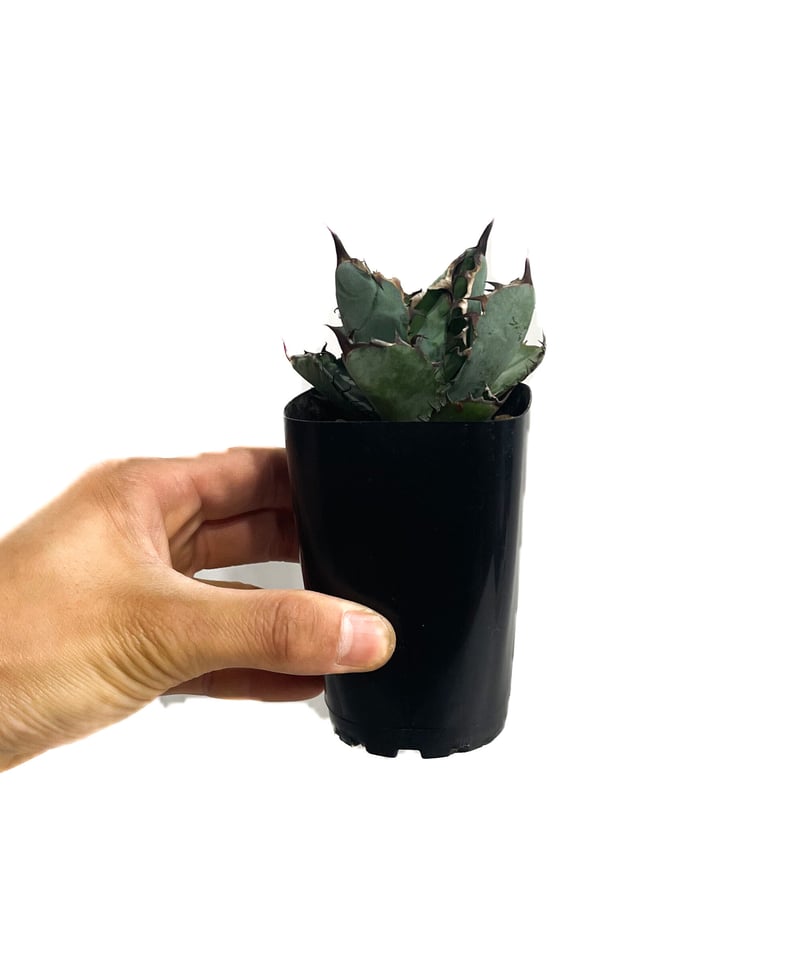 アガベ チタノタ ブラック アンド ブルー「Agave titanota black and
