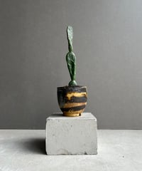 ホヤ クランデスティナ イエロー「Hoya clandestina Yellow」7/18-1