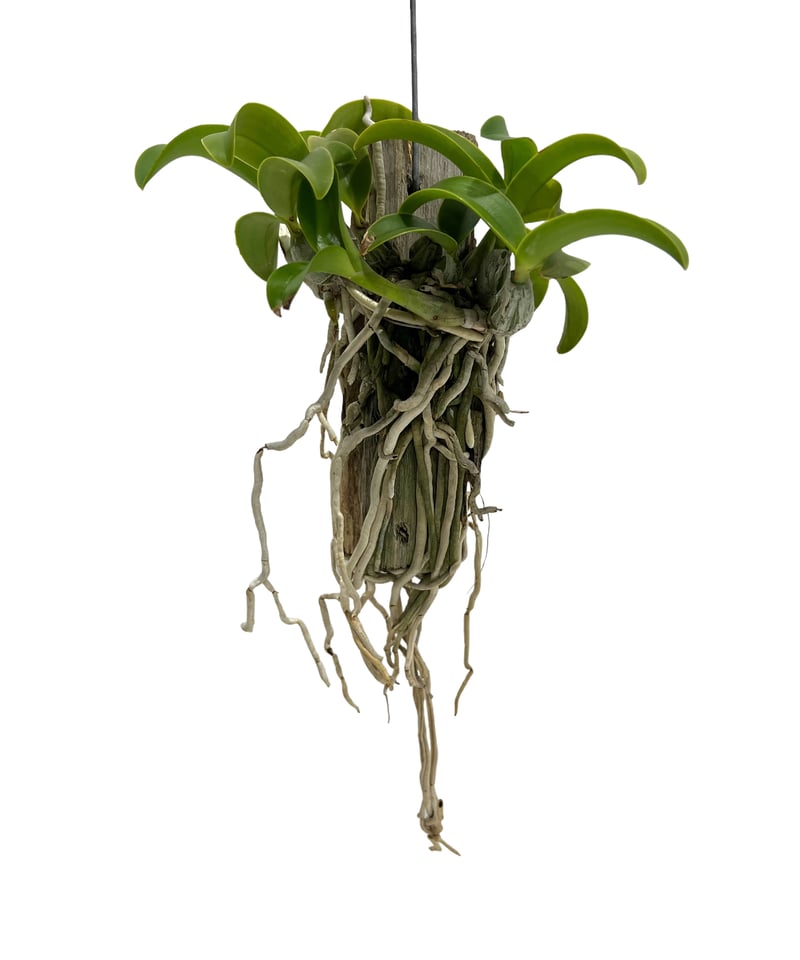 カトレア ノビリオール アマリア 「Cattleya nobilior var. amalia