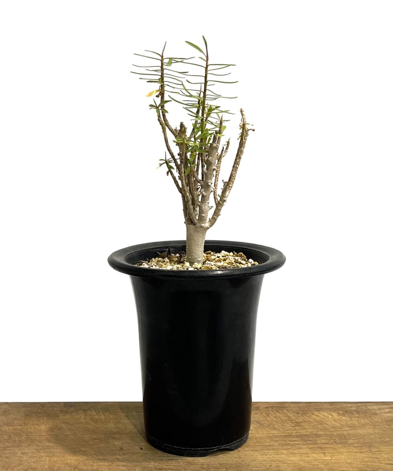 ユーフォルビア バルサミフェラ「 Euphorbia balsamifera」8/2 | SH