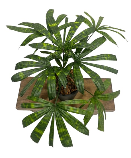 CATEGORY ヤシ | SHOUCHIKUEN