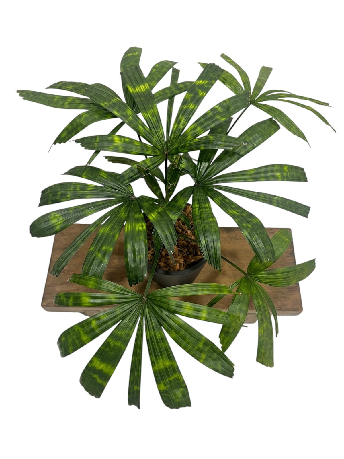 ボルネオ原産　Licuala mattanensis 'Mapu'　リクアラマプ リクアラ マッタネンシス マプ 「Licuala mattanensis 'Mapu' 」18