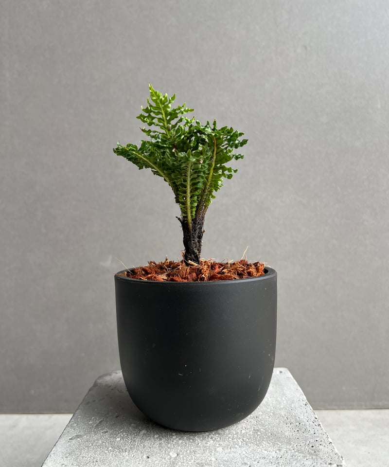 ブレクナム ギッバム ドワーフ 「Blechnum gibbum Dwarf 」3C | SH