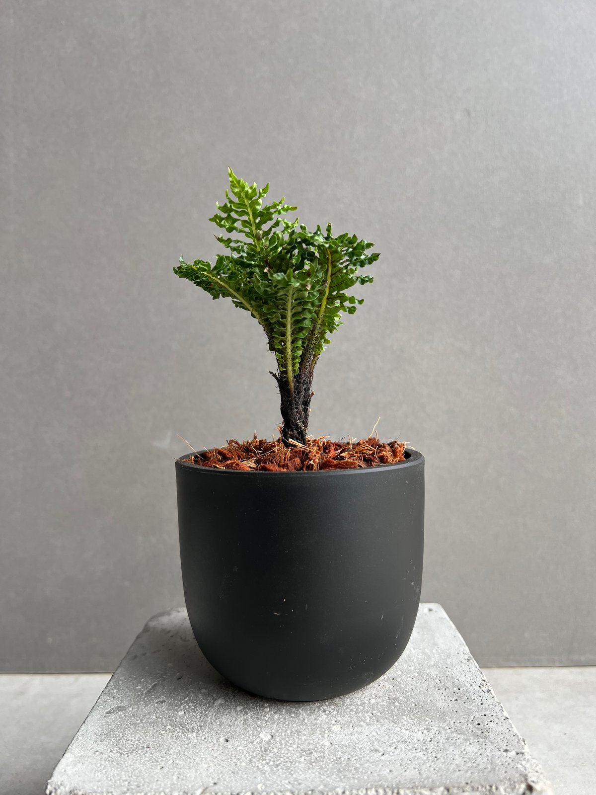 ブレクナム　ギッバムドワーフ ブレクナム ギッバム ドワーフ 「Blechnum gibbum Dwarf 」95B