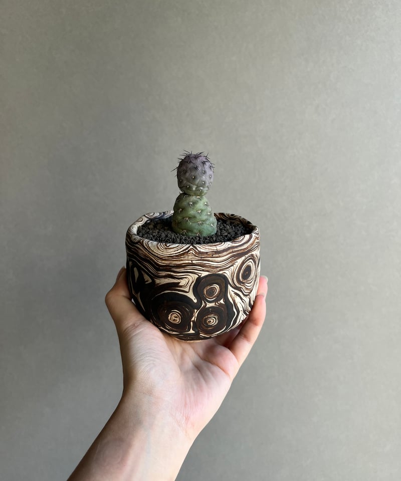 テフロカクタス ゲオメトリクス+ plantsmonsters pot 「Tephrocact
