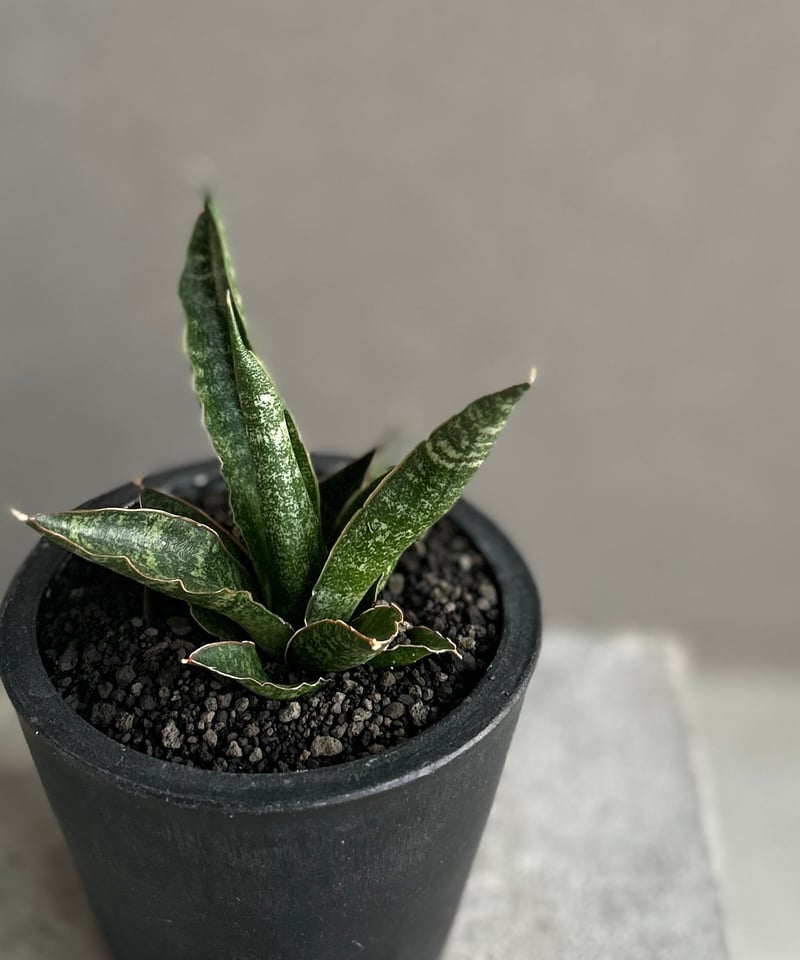 サンセベリア カミナリ 「Sansevieria KAMINARI “雷”」68F | SHO