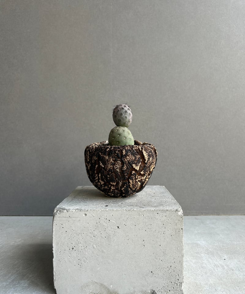 テフロカクタス ゲオメトリクス+plantsmonsters pot 「Tephrocactu