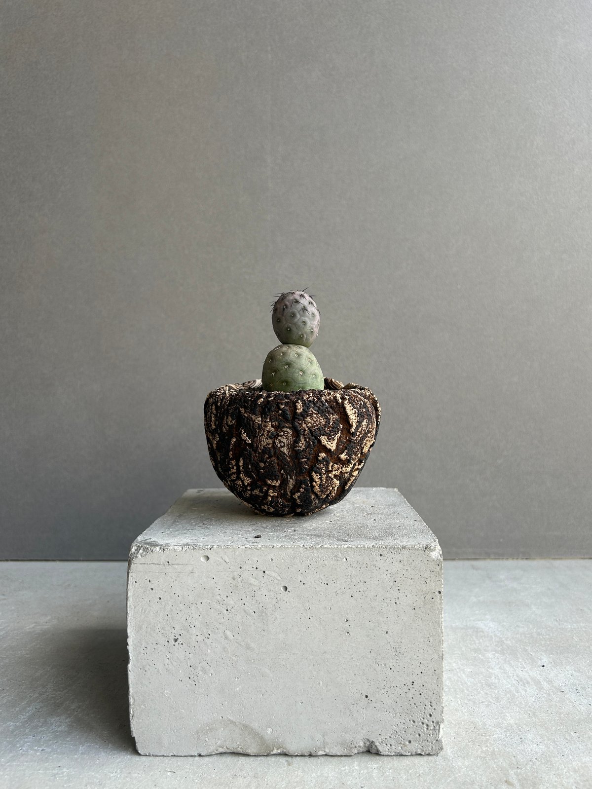 テフロカクタス ゲオメトリクス 鉢ごと テフロカクタス ゲオメトリクス+plantsmonsters pot 「Tephrocactu