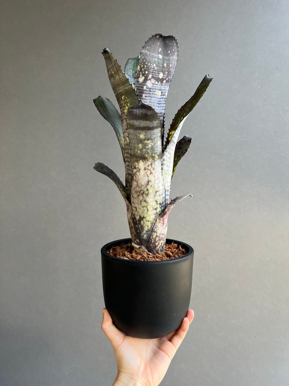 専用】プルメリア様 Tillandsiaおまとめ購入ページ 【公式通販】