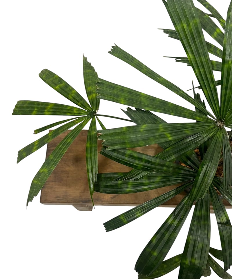 リクアラ マッタネンシス マプ 「Licuala mattanensis 'Mapu' 」18