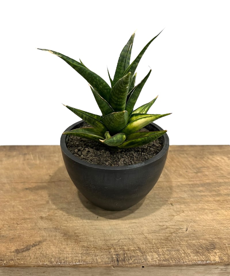 サンセベリア マニー パッキャオ 斑入 Sansevieria Manny