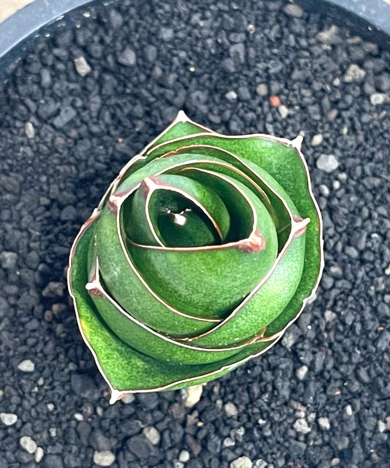 サンセベリア アンヤマニー ハイブリッド SP020 ドワーフ タイプ