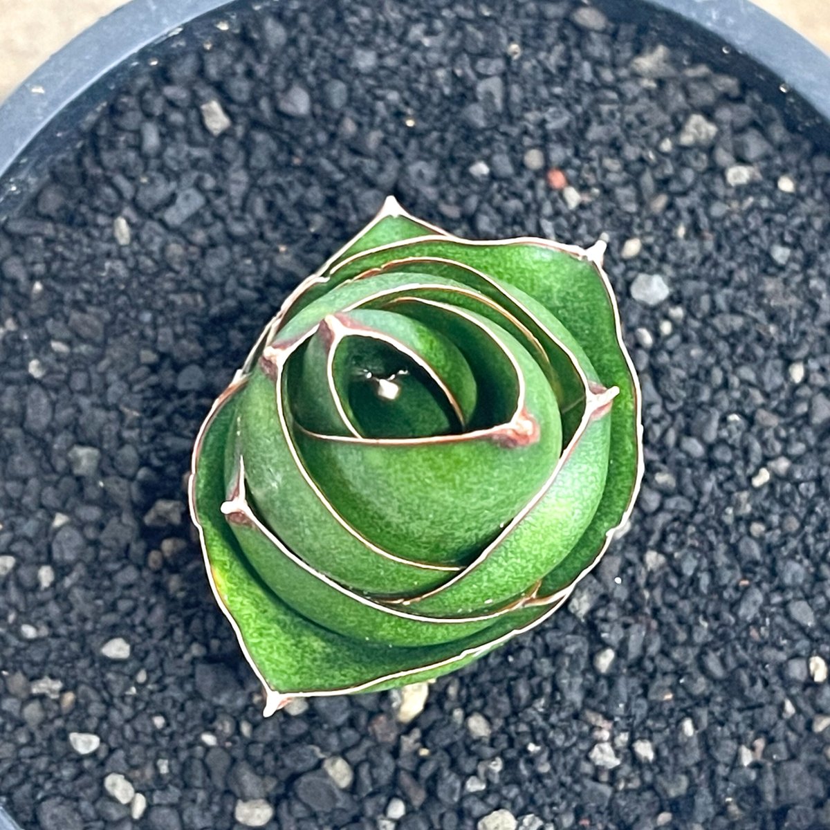 EMP サンセベリア アンヤマニーハイブリッド ドワーフEM1 / SA264 EMP