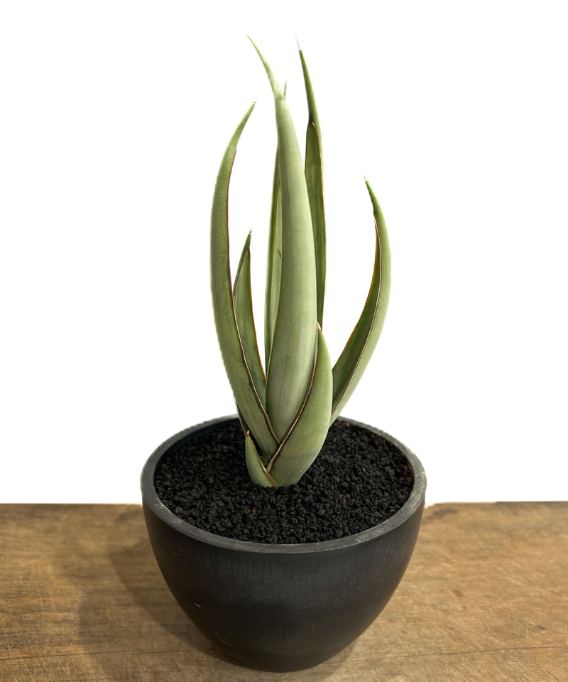 サンセベリア ヘルファイア「Sansevieria Hellfire」4/13-326 | S