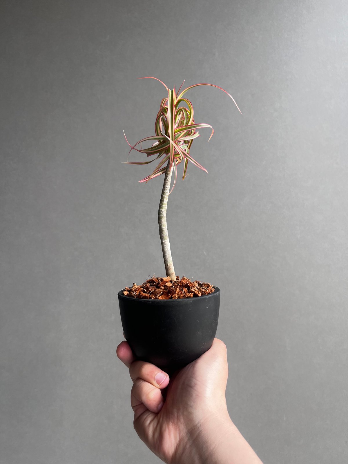 ドラセナ キュンティ 「Dracaena concinne Kuhnty 」35A | SHO