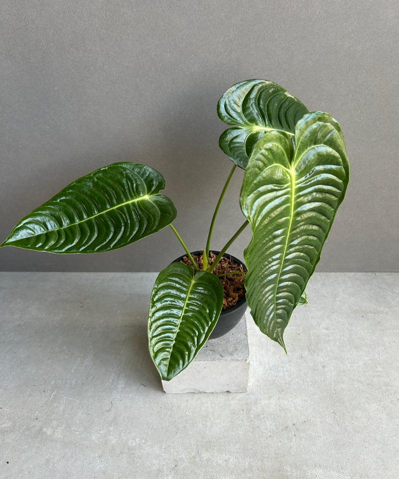 【KQセット】アンスリウム ベイチー ＆ ワロクアーナム アンスリウム ベイチー ワロクアナム ワロクアーナム Anthurium