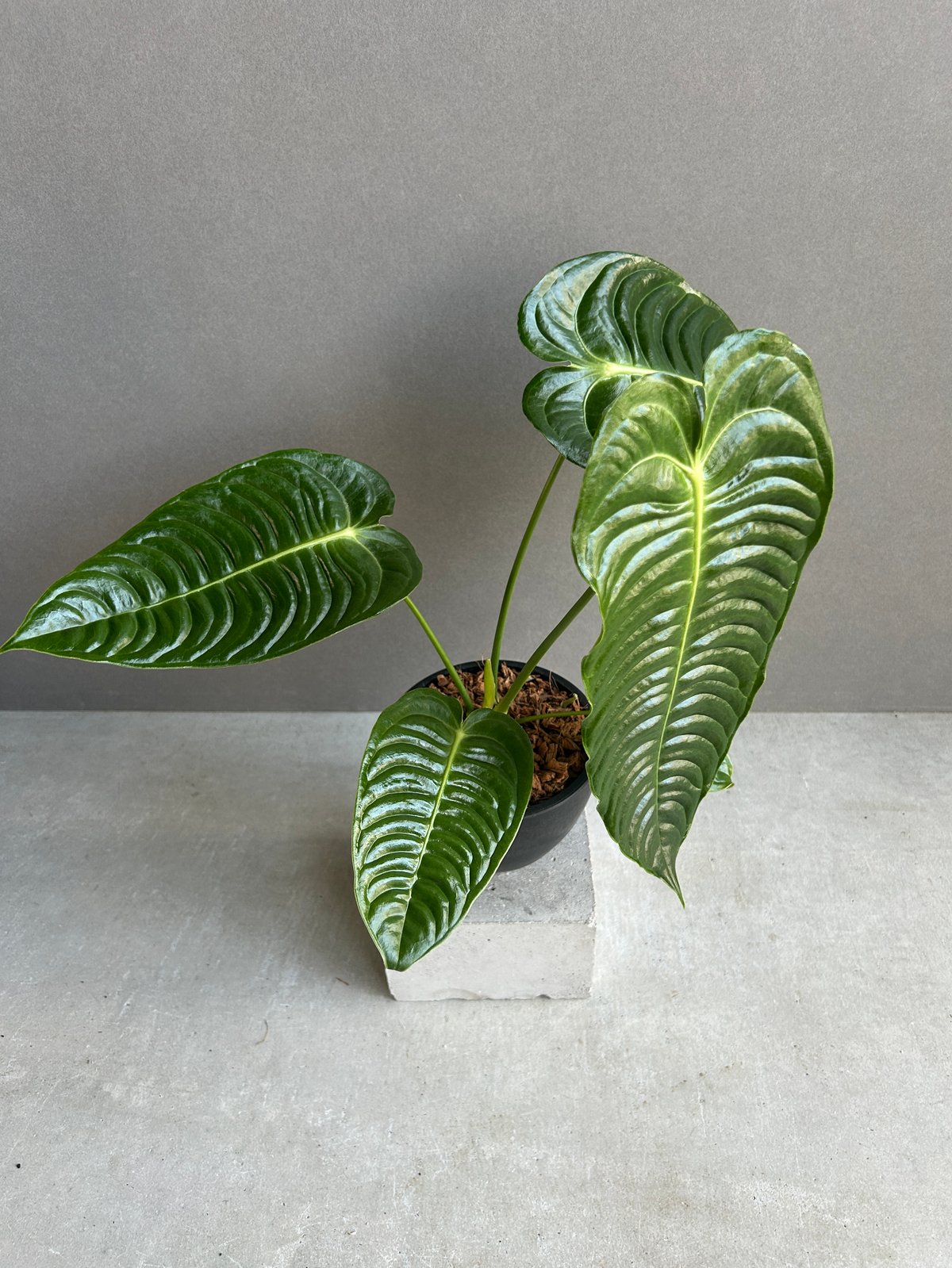 アンスリウム Anthurium ベイチー スーパー ナロー veitchii Secret Bazaar | _ 『 アンスリウム・ベイチー スーパーナロー