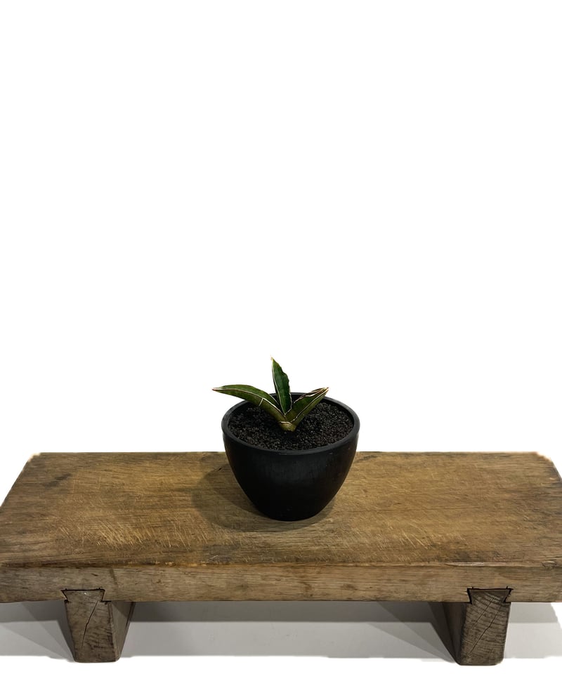 サンスベリア　プフィステリー sansevieria-pfisterii-1280x960.jpg