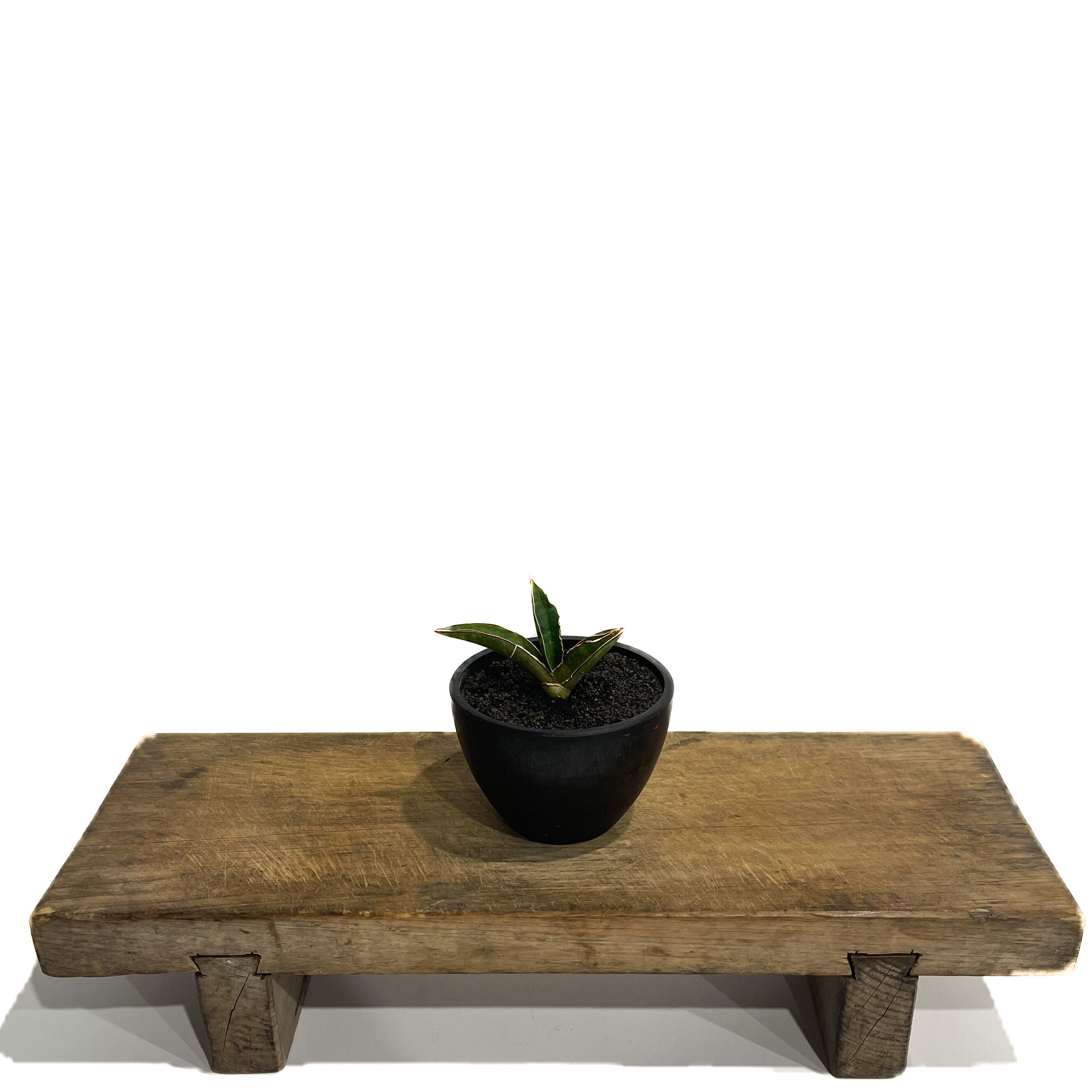 サンスベリア　プフィステリー　② サンセベリア プフィステリー「Sansevieria pfisterii」2/8-49 | S