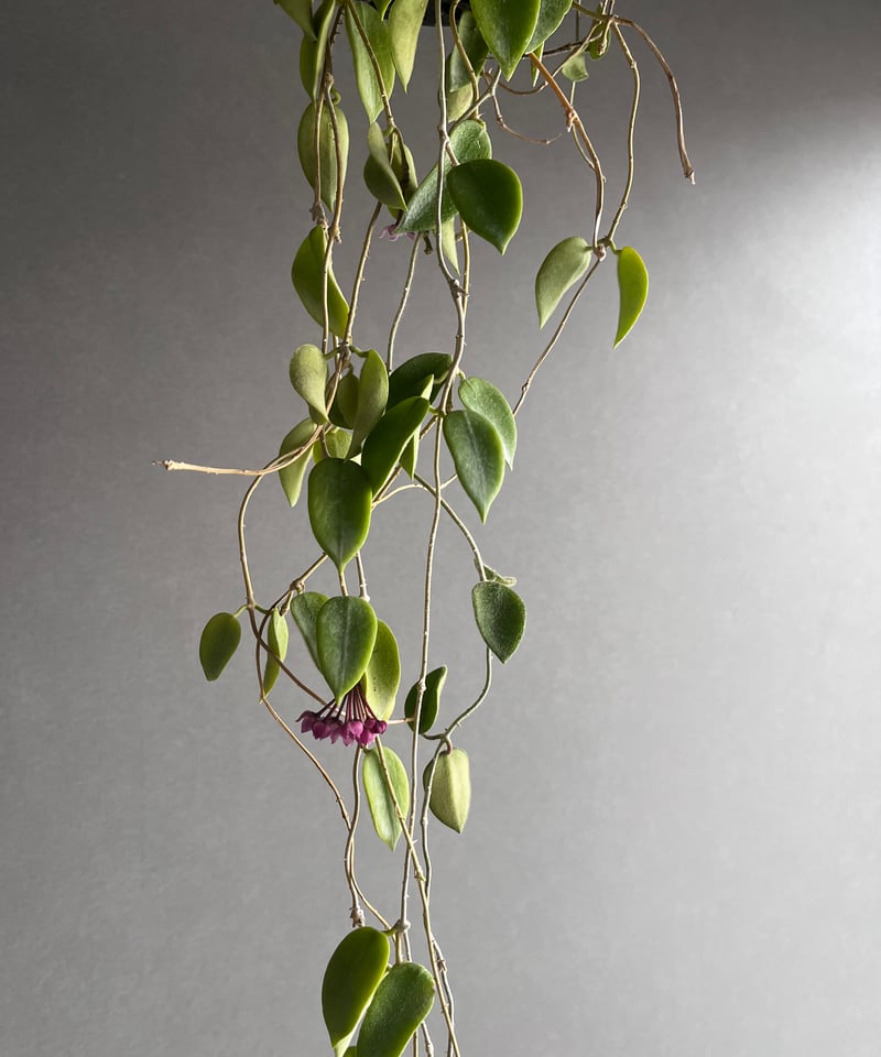 花座ありホヤ極美株 大苗トムソニー　ピンクHoya thomsonii pink 花座ありホヤ極美株 大苗トムソニー ピンクHoya thomsonii pink