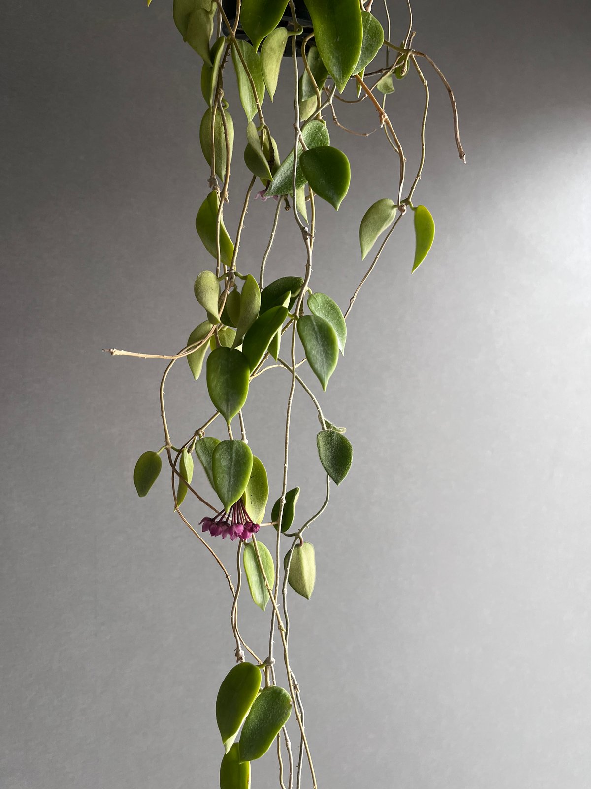 花座ありホヤ極美株 中苗トムソニー　ピンクHoya thomsonii pink 花座ありホヤ極美株 中苗トムソニー ピンクHoya thomsonii pink