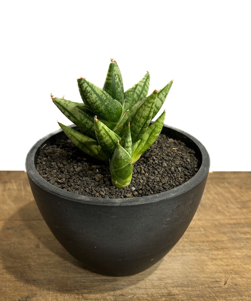 サンスベリア Sansevieria Mingmanee v B サンスベリア Sansevieria Mingmanee v B