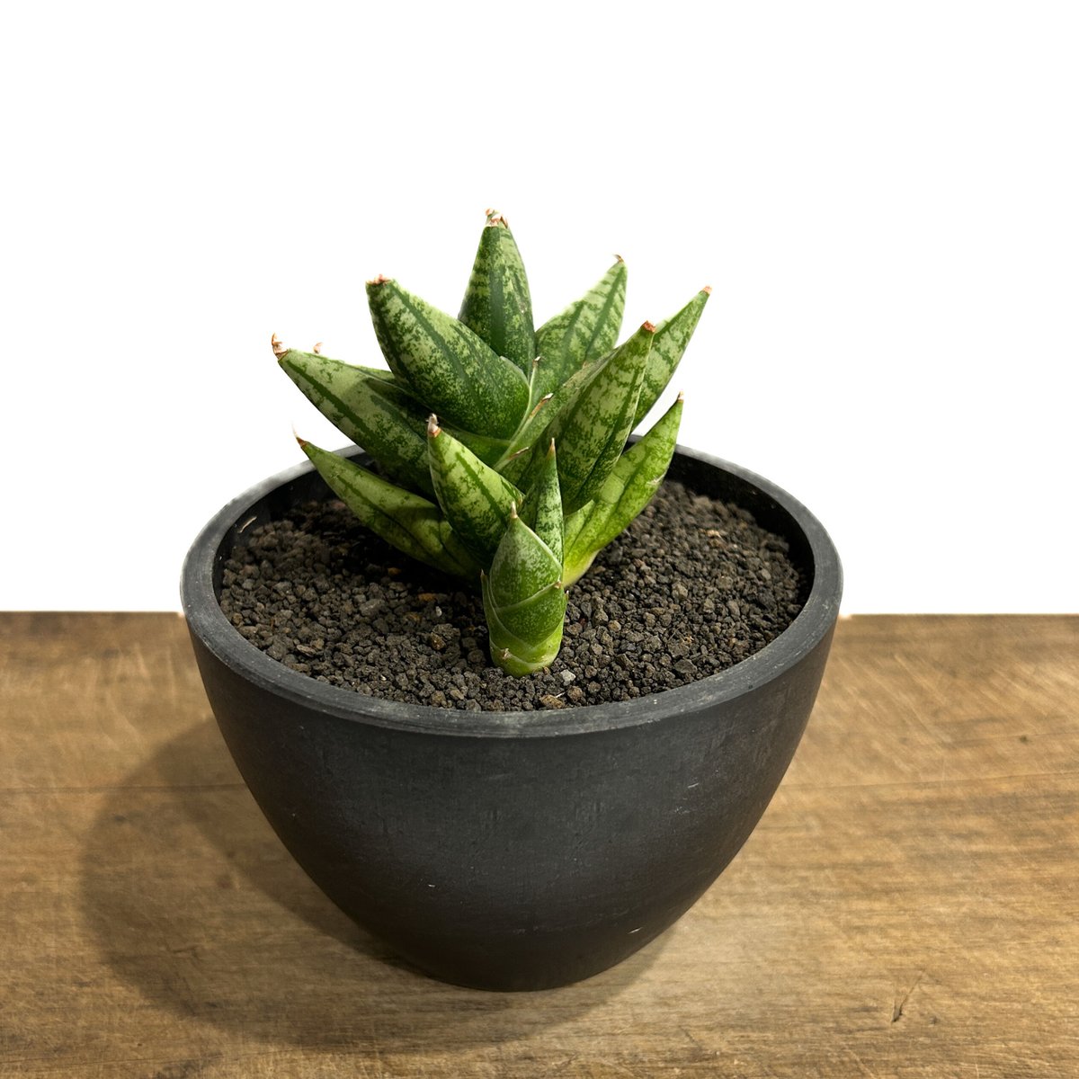 Sansevieria Ming-manee variegated サンセベリア